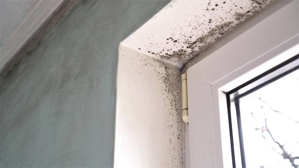 Best Health and Safety Mold Remediation in Stillwater, OK