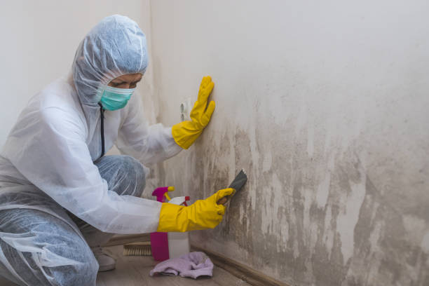 Best Commercial Mold Remediation in Stillwater, OK