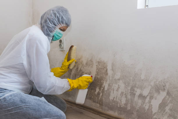 Best Crawl Space Mold Remediation in Stillwater, OK
