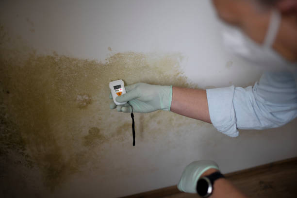 Professional Mold Remediation in Stillwater, OK