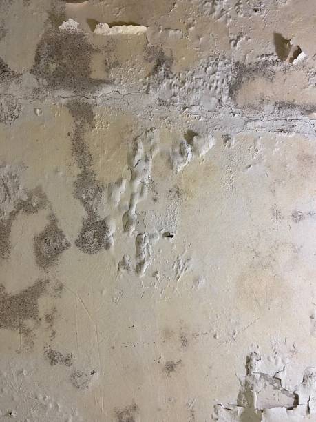 Best Mold Testing and Inspection Services in Stillwater, OK