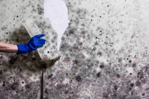 Best Emergency Mold Remediation in Stillwater, OK