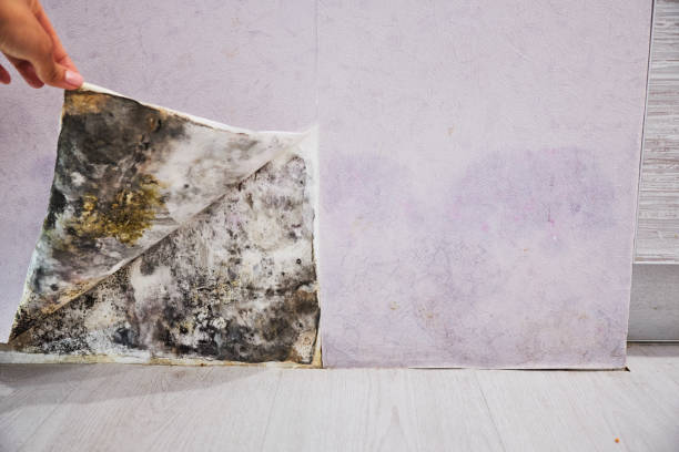 Best Post-Flood Mold Remediation in Stillwater, OK